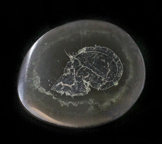 Polished Fish Coprolite (Fossil Poo) - Scotland #24523